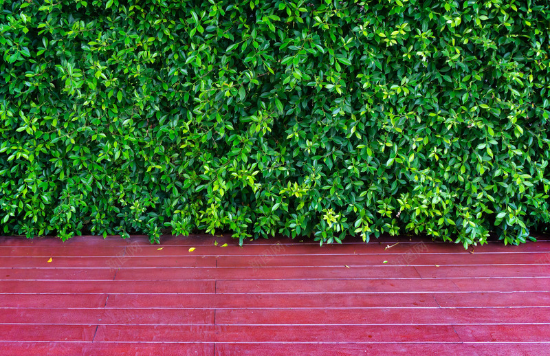 热带植物绿色植被叶子质感森系摄影质感底图jpg设计背景_88icon https://88icon.com 质感 热带 植物 绿色 植被 叶子 森系 摄影 底图