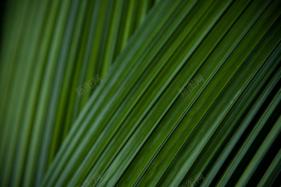 热带植物叶子图8背景