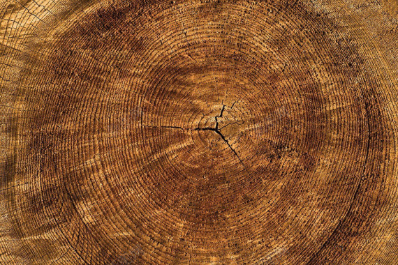 纹理树年轮结构性质木模式部落日志松关闭粮食木纹背景