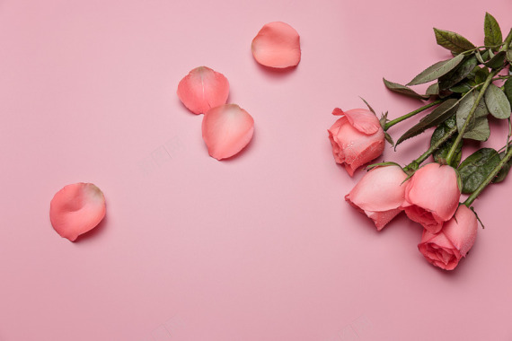 粉色平铺玫瑰花花瓣背景